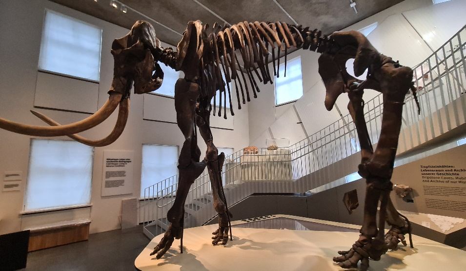 Mammutskelett im hellen Ausstellungsraum des Geomuseums