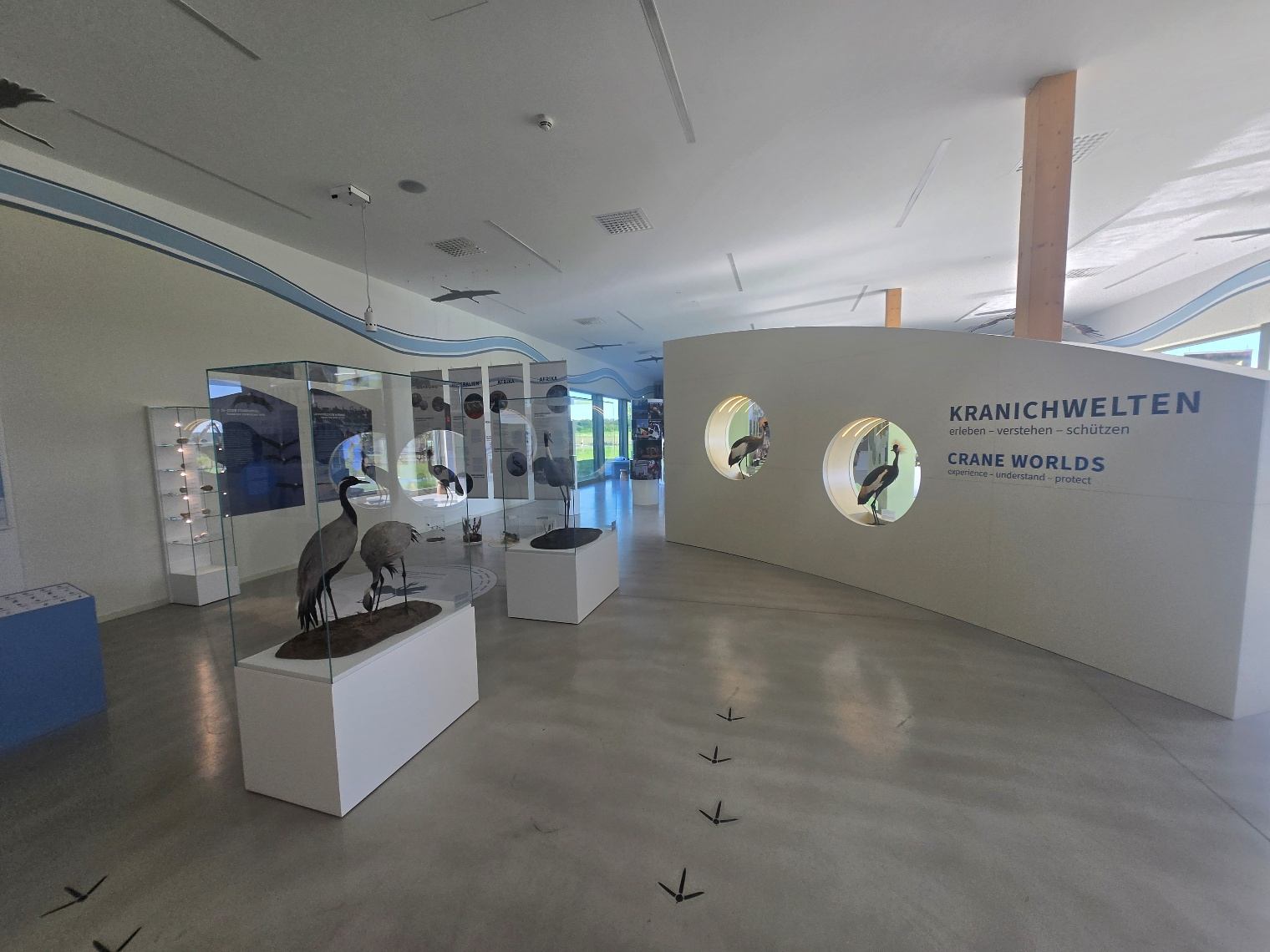 Ausstellungsraum mit Kranichpräparaten und geschwungener Wand mit Schriftzug „Kranichwelten“